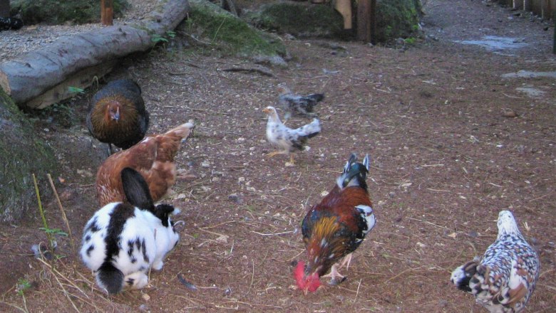 Sn&iacute;mky zv&iacute;řat, &copy; Verein Naturpark Nordwald