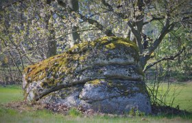 Felsen mit Geh&ouml;lz im Naturpark Nordwald, &copy; Verein Naturpark Nordwald