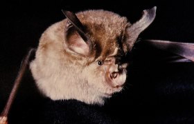 Fledermaus (Große Hufeisennase), © Prof. emeritus Hans Schneider | CC BY-SA 3.0