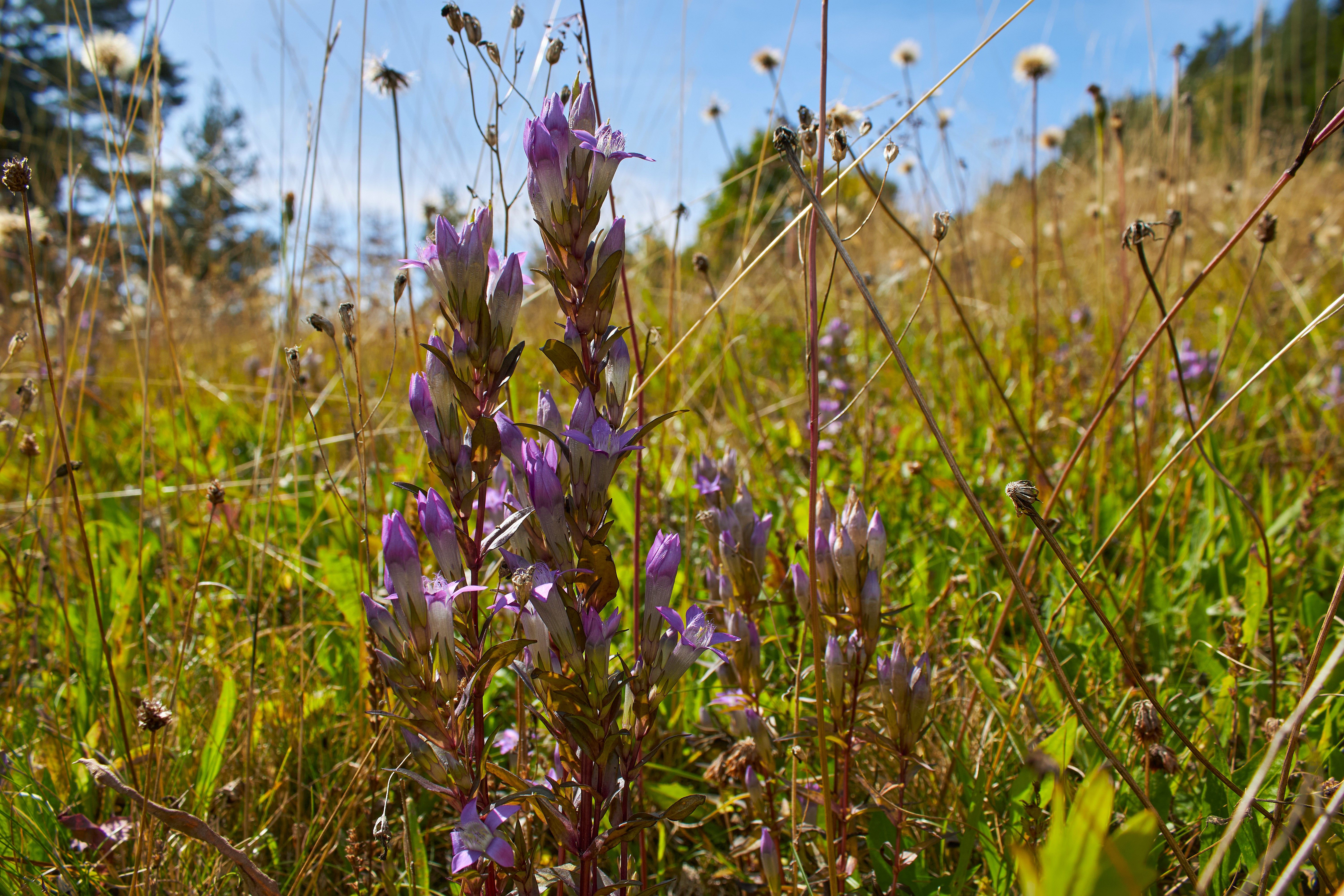 Böhmischer Kranzenzian auf einer artenreichen Magerwiese im Naturpark Nordwald