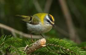 Sommergoldhähnchen, © Francesco Veronesi | CC BY-SA 2.0