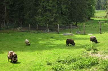 Projekt Landschaftspflegeherde, © Verein Naturpark Nordwald