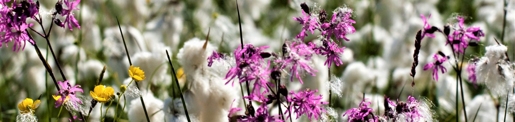 Bl&uuml;tenpracht im Naturpark Nordwald, &copy; Mag. Axel Schmidt