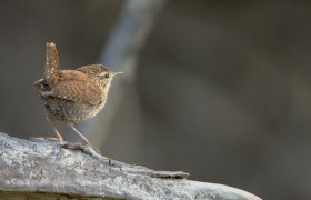 Naturkundliche Exkursion mit Schwerpunkt Vögel