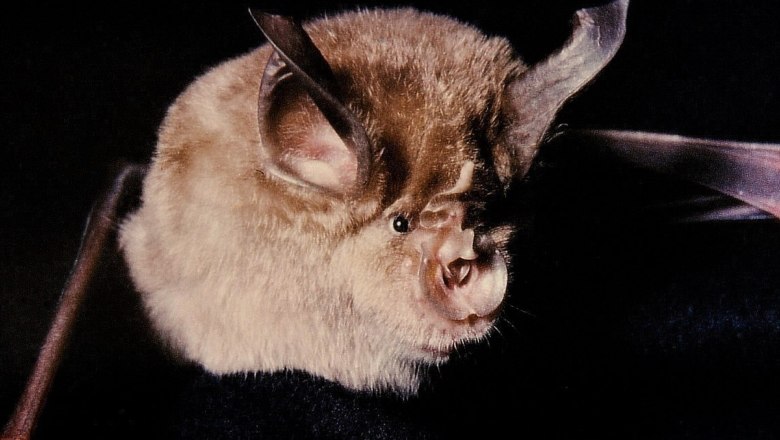 Fledermaus (Große Hufeisennase), © Prof. emeritus Hans Schneider | CC BY-SA 3.0