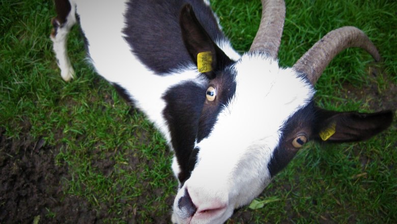 Sn&iacute;mky zv&iacute;řat, &copy; Verein Naturpark Nordwald