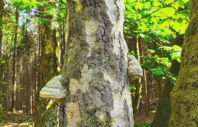 Projekt Waldentwicklungs- und Bewirtschaftungskonzept, © Verein Naturpark Nordwald