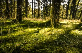 Silence in the wood, © Waldviertel Tourismus