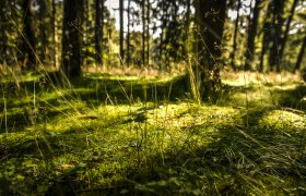 Stille im Wald, © Waldviertel Tourismus