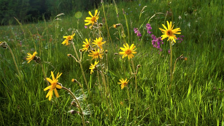 Arnika bei Reichenau im Freiwald, © Mag. Axel Schmidt