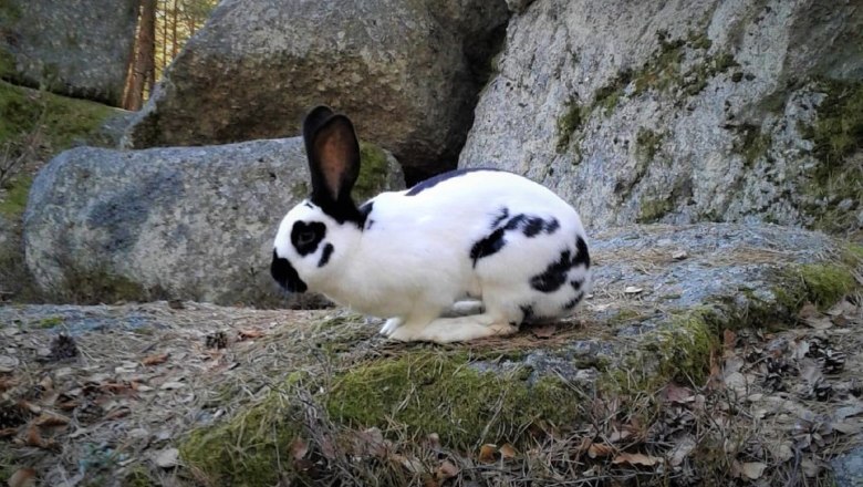 Herr Kaninchen beim Faulenzen, © Verein Naturpark Nordwald