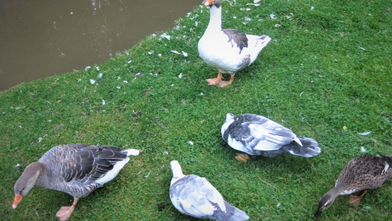 Aufmarsch der Gänse und Enten, © Verein Naturpark Nordwald