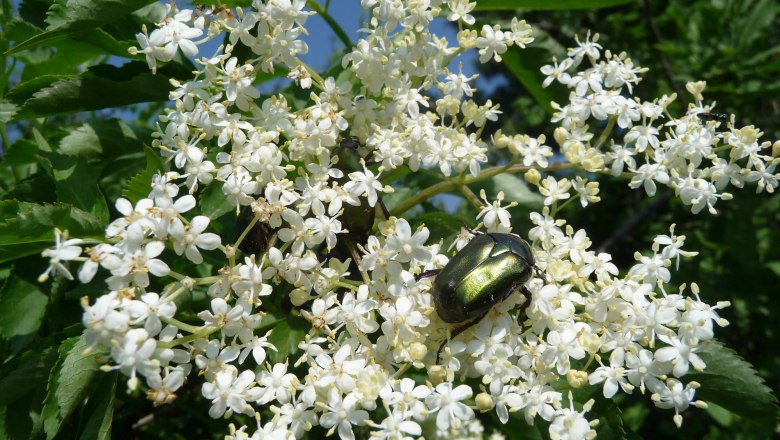 Hollerblüte als Klimazeiger