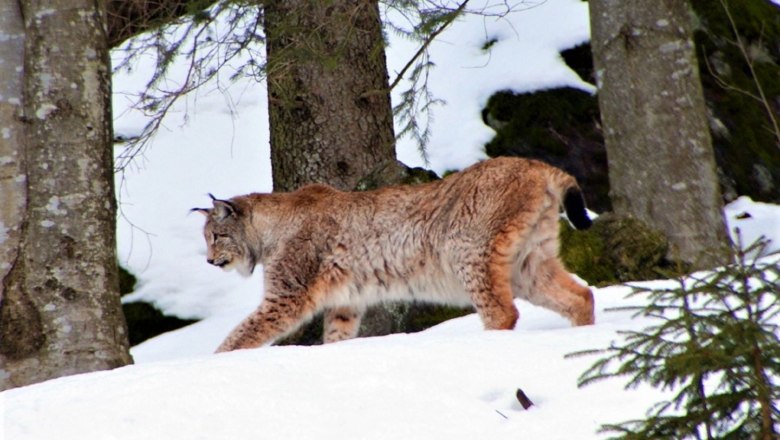 Luchs, © Aconcagua | CC BY-SA 3.0