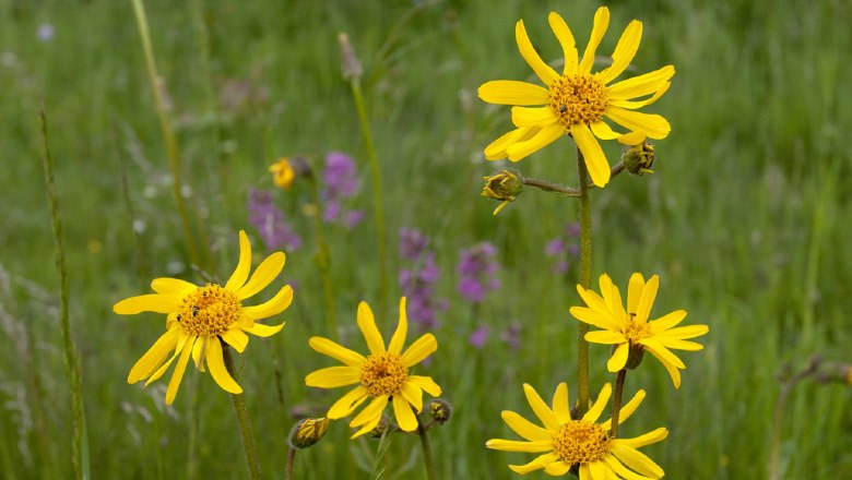 Arnikablüten