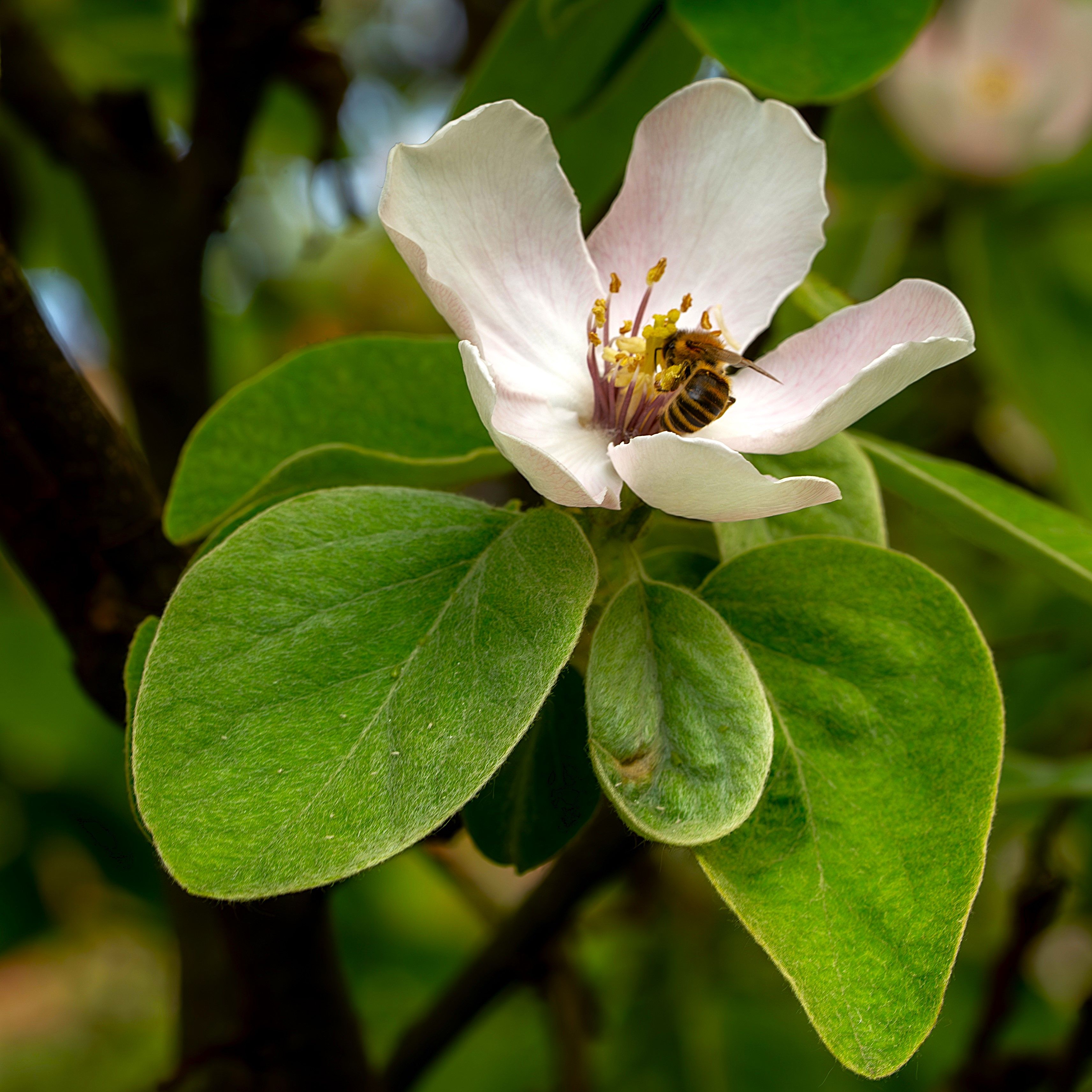 Biene auf der Blüte einer Quitte