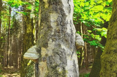 Projekt Waldentwicklungs- und Bewirtschaftungskonzept, © Verein Naturpark Nordwald