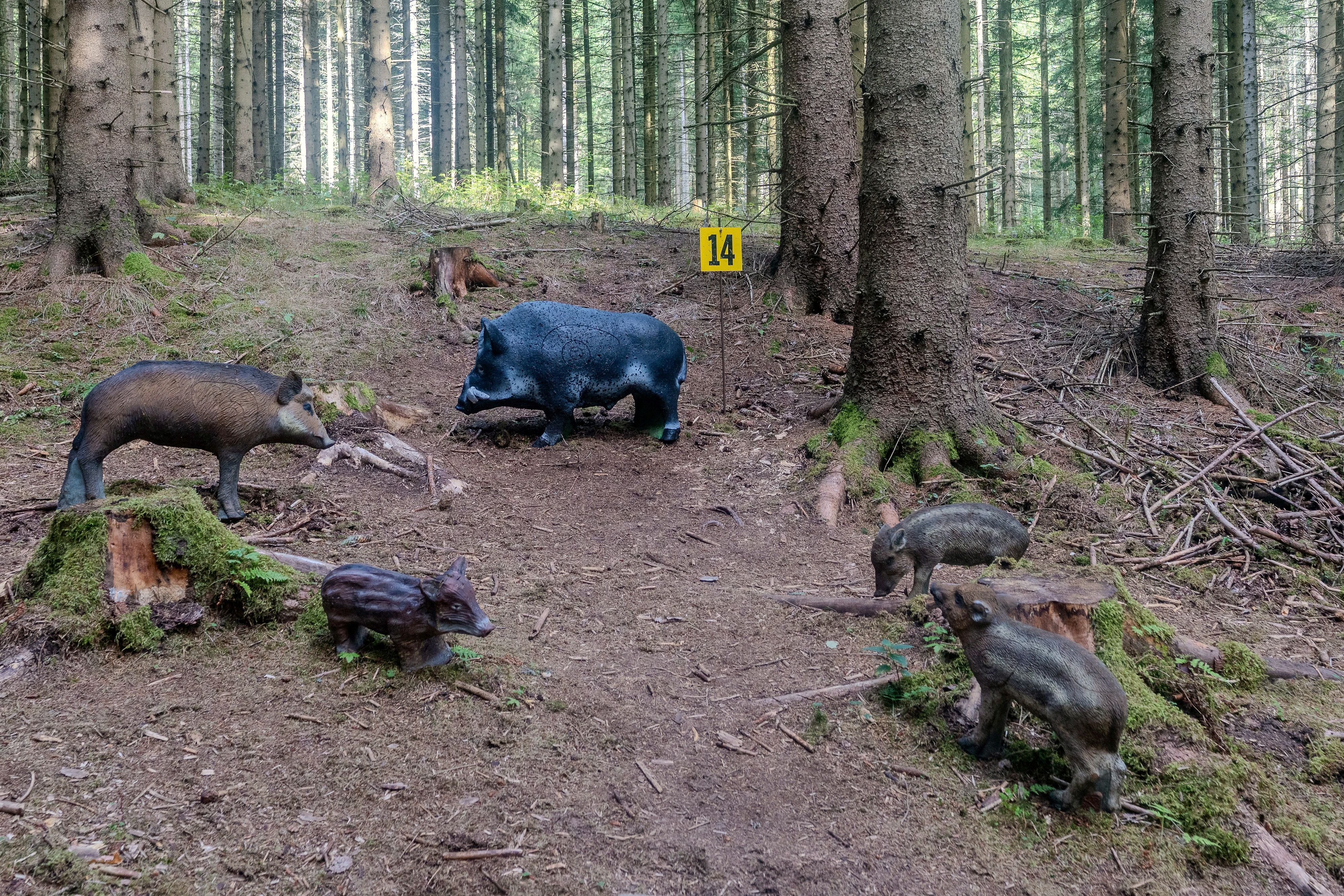 Fünf naturgetreue 3D-Wildschweinziele, darunter drei Frischlinge, in einem Fichtenwald auf dem Bogenparcours im Naturpark Nordwald