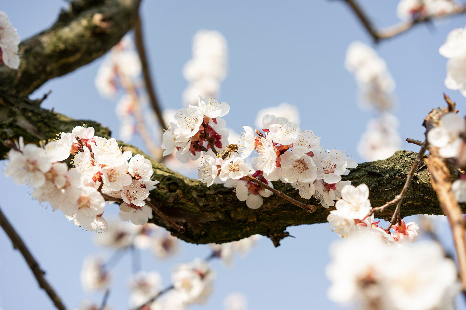 Biene zwischen mehreren Marillenblüten an einem Ast
