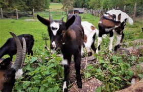 Zwergziege im Naturpark, &copy; Verein Naturpark Nordwald