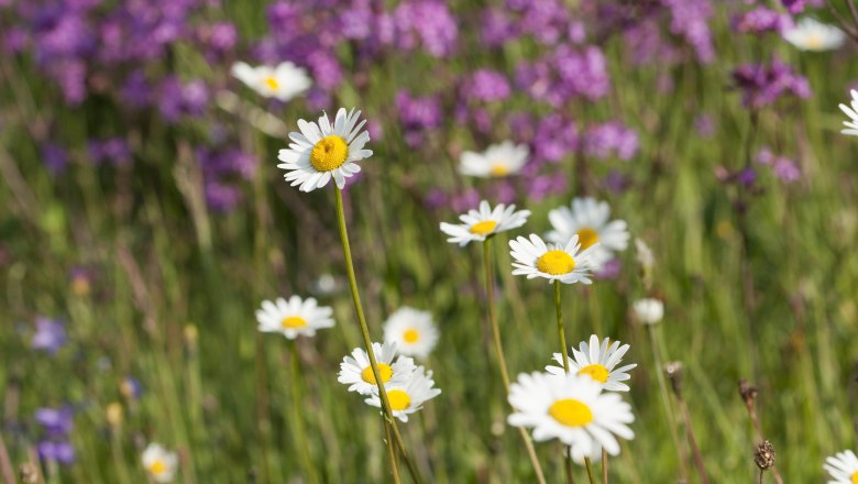 Bunte Wiesen im Naturpark Nordwald, © Mag. Axel Schmidt