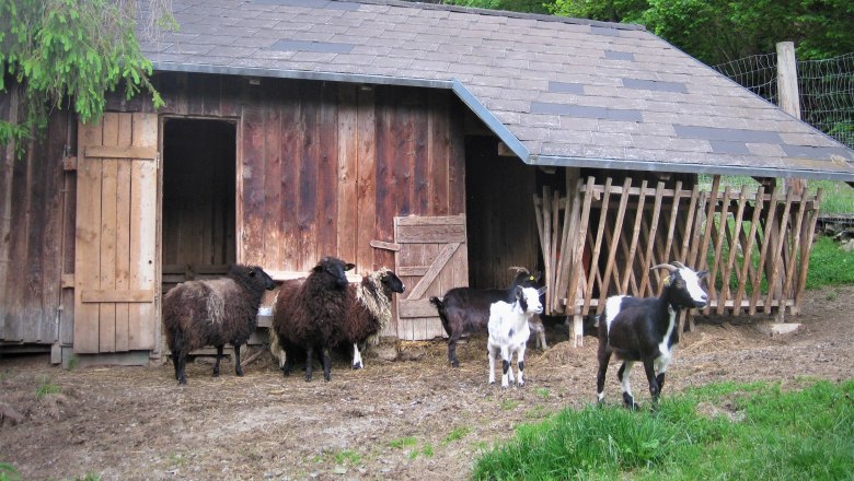 Sn&iacute;mky zv&iacute;řat, &copy; Verein Naturpark Nordwald