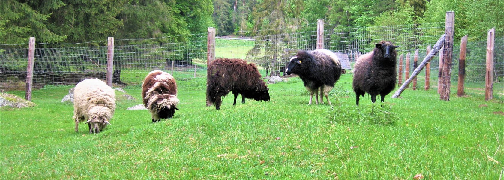 Böhmerwaldschafe in den Tiergehegen, © Verein Naturpark Nordwald