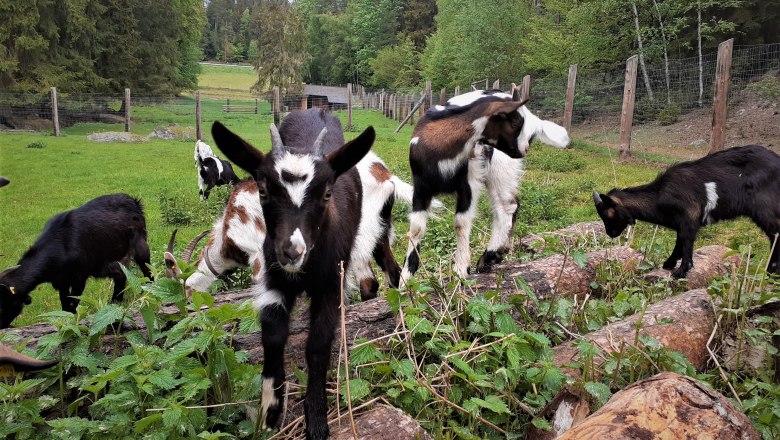 Goat offspring doing gymnastics on the climbing pile, © Verein Naturpark Nordwald