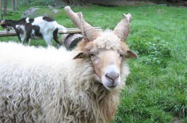 Zackel Sheep in the Nordwald Nature Park, © Verein Naturpark Nordwald