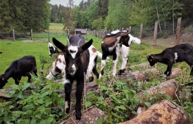 Goat offspring doing gymnastics on the climbing pile, © Verein Naturpark Nordwald