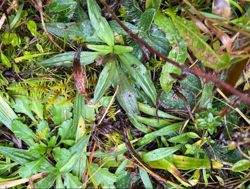Einjährige Rosetten des Böhmischen Kranzenzians auf der Ansiedelungsfläche im Naturpark Nordwald