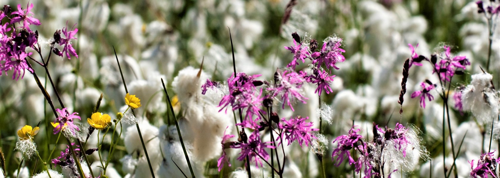 Blütenpracht im Naturpark Nordwald, © Mag. Axel Schmidt