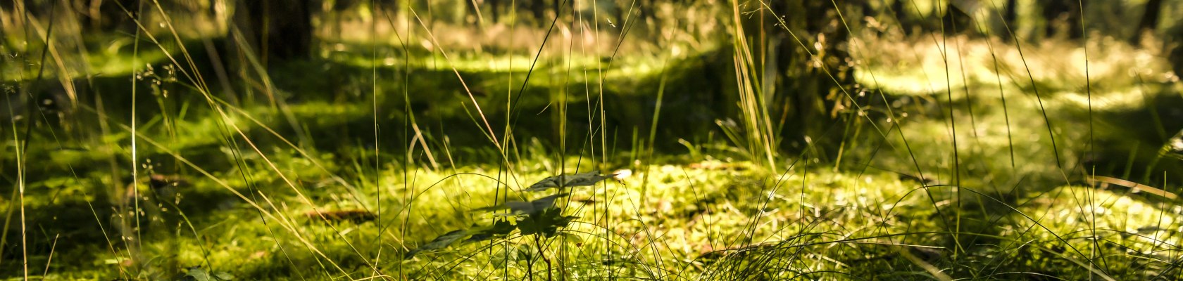 Silence in the wood, © Waldviertel Tourismus