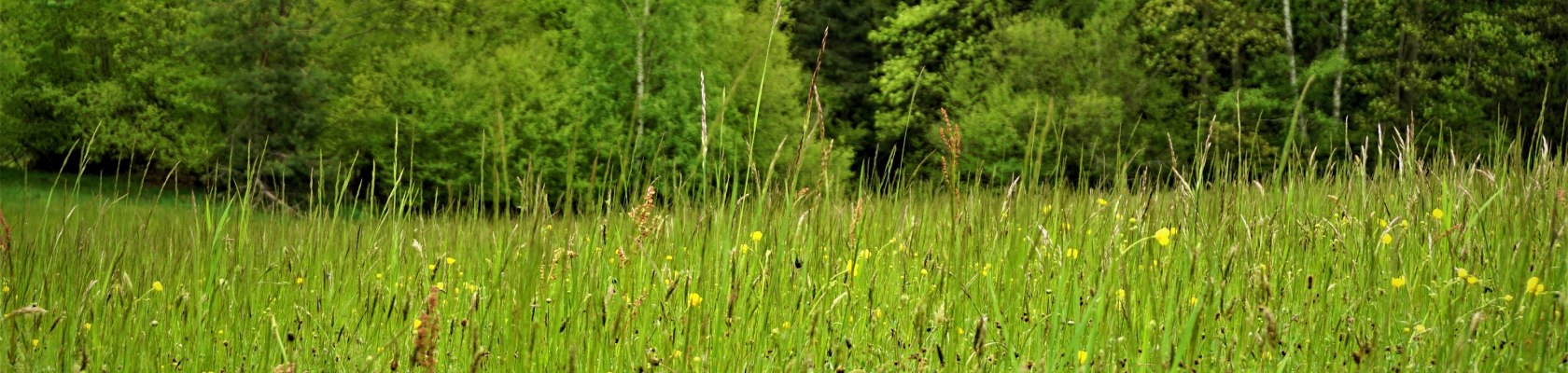 Bunte Wiese im Naturpark Nordwald, © Angelika Schöbinger-Trauner, MSc