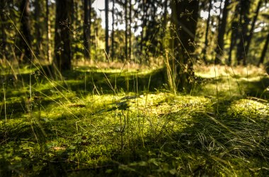 Stille im Wald, © Waldviertel Tourismus