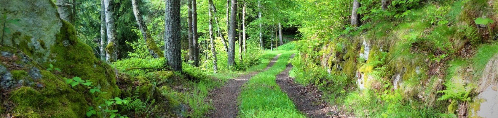 Idyllischer Wanderweg im Naturpark Nordwald, © Verein Naturpark Nordwald