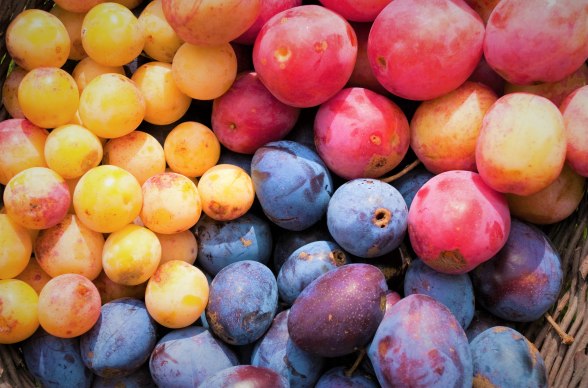 Several regional fruit varieties, © Mag. Axel Schmidt