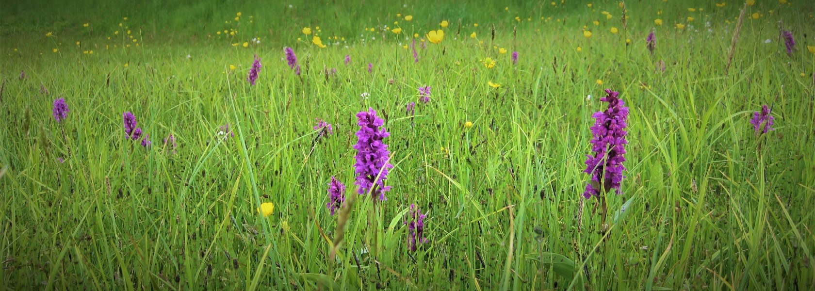 Knabenkraut-Population im Naturpark Nordwald, © Verein Naturpark Nordwald