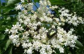 Hollerblüte als Klimazeiger