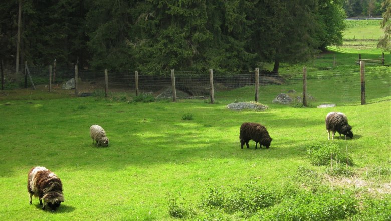 Projekt Landschaftspflegeherde, © Verein Naturpark Nordwald