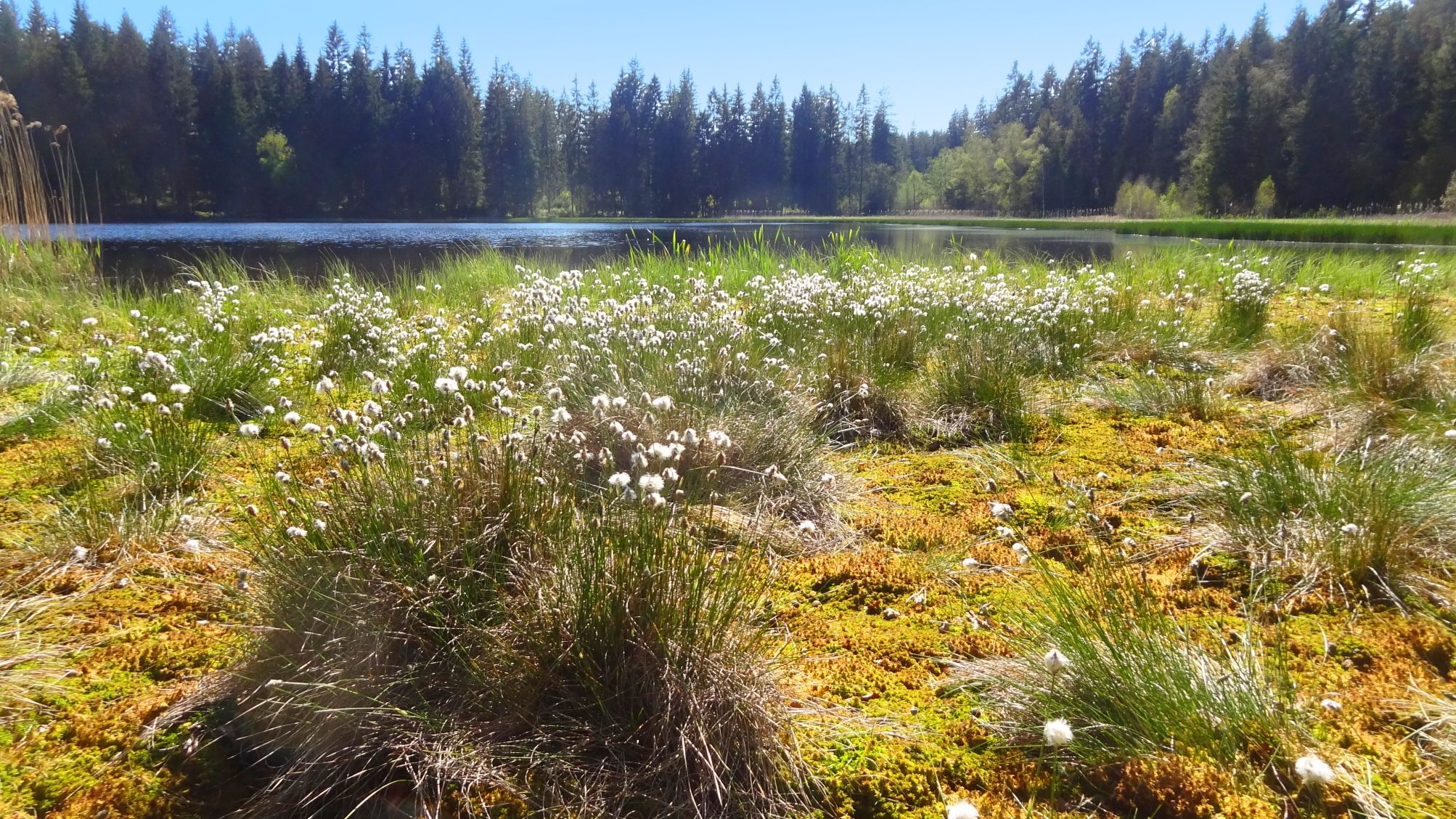 Verlandungsbereich am Stierhüblteich mit Übergängen zwischen Wasser und Moorvegetation