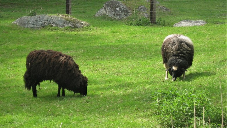 Unsere Bio-Rasenmäher bei der Arbeit, © Verein Naturpark Nordwald