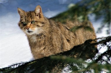 Europäische Wildkatze, © Aconcagua | CC BY-SA 3.0