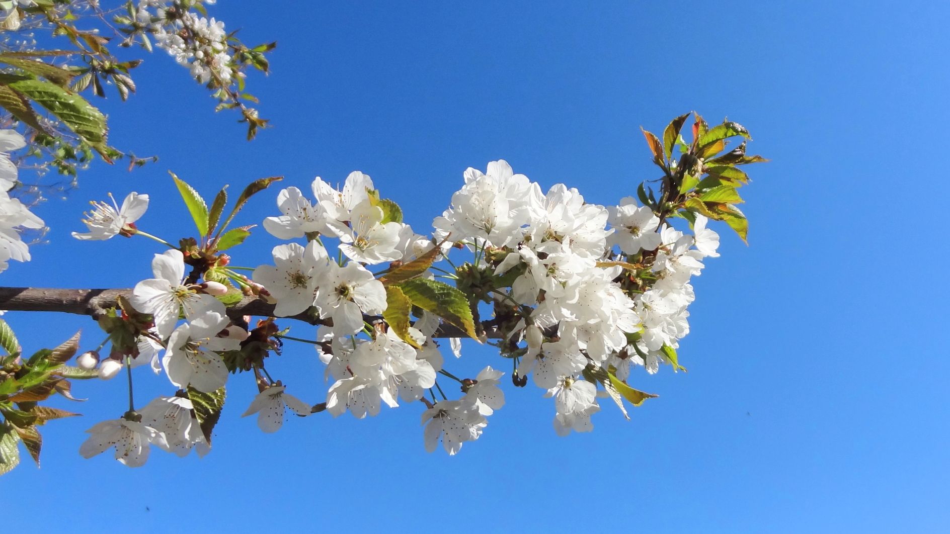 Weiße Blüten einer Vogel-Kirsche im Naturpark Nordwald vor blauem Himmel