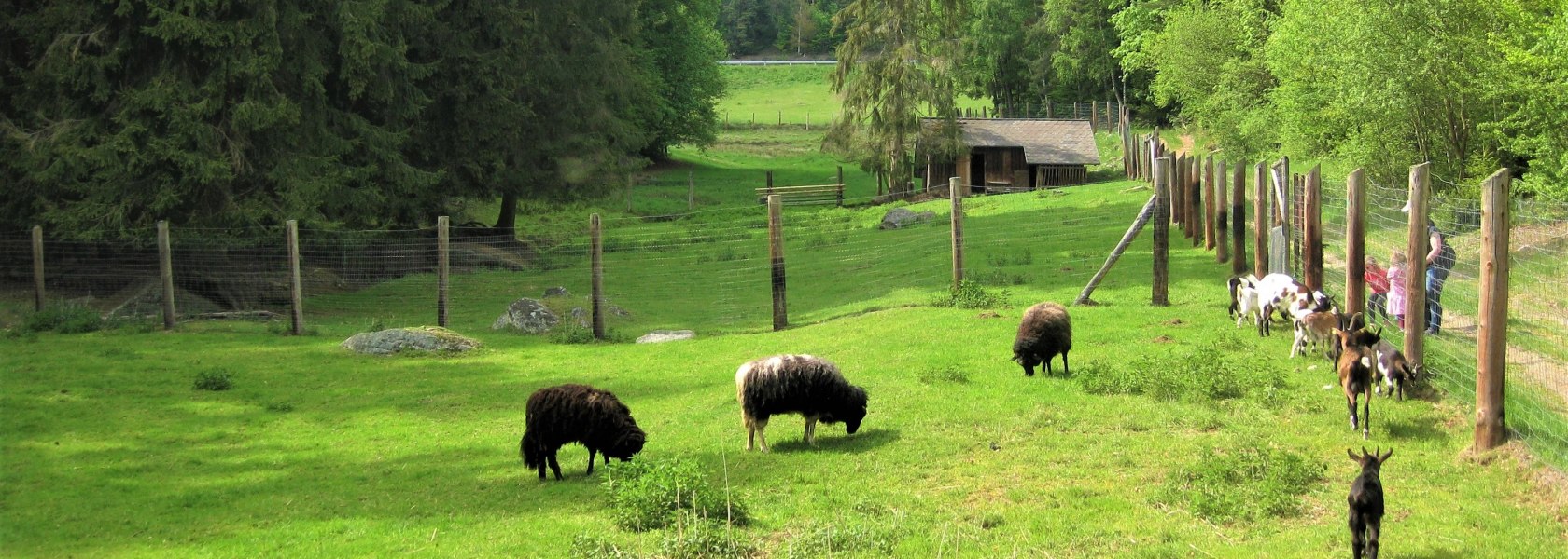 Seltene Nutztierrassen im Naturpark Nordwald, © Verein Naturpark Nordwald