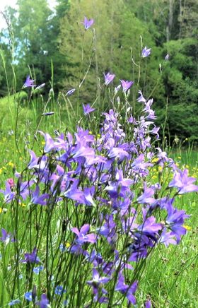 Glockenblumen auf einer artenreichen Wiese im Naturpark Nordwald