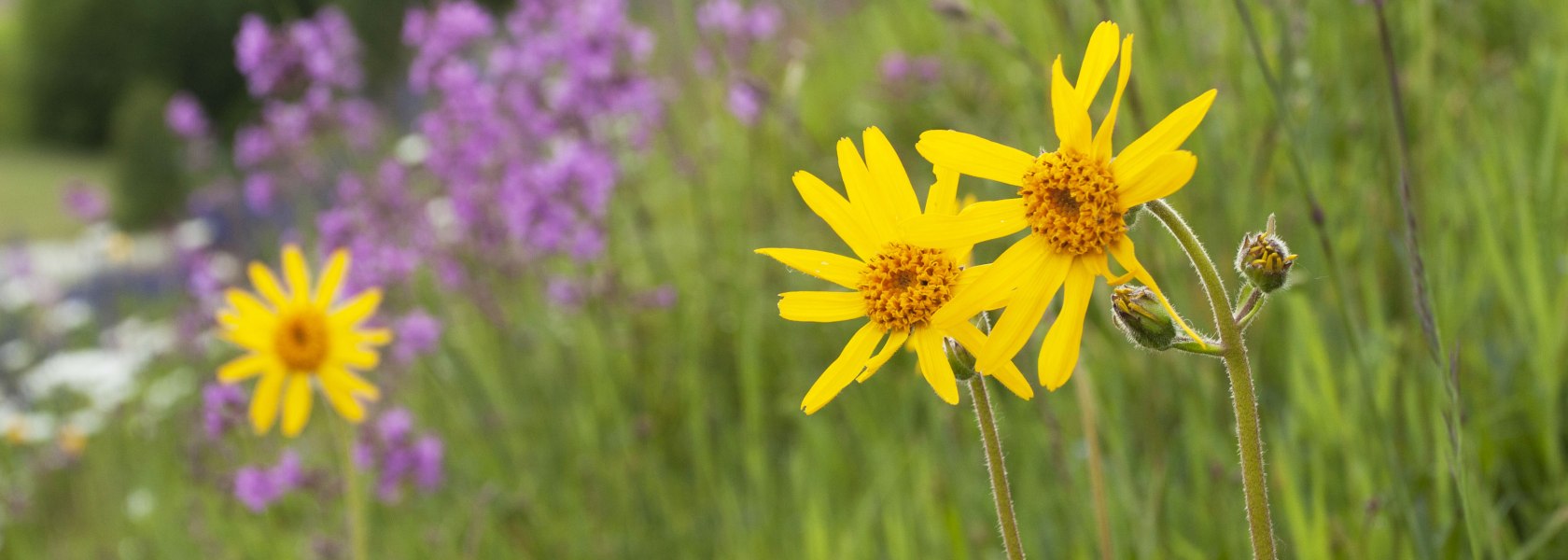 Arnica meadow in the Nordwald Nature Park, © Verein Naturpark Nordwald