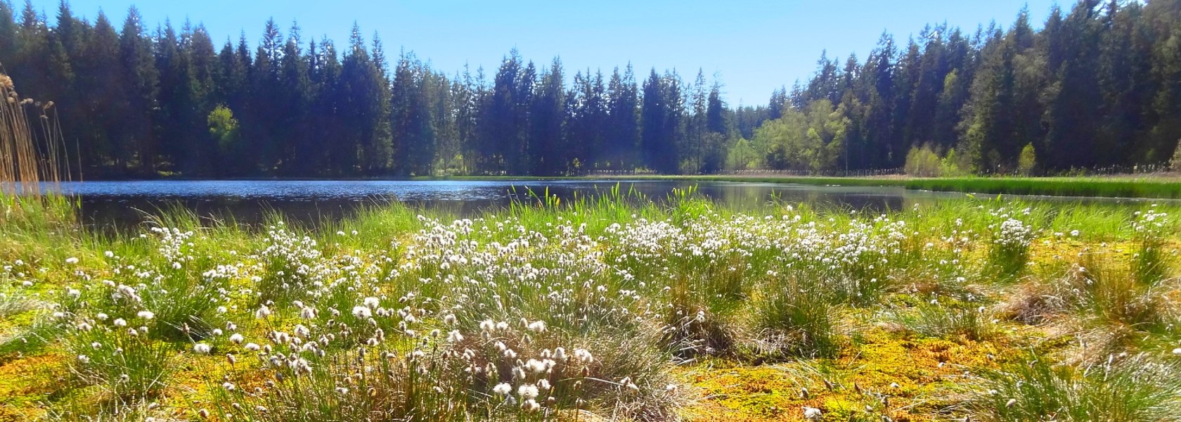 Stierhüblteich in Karlstift, © Verein Naturpark Nordwald