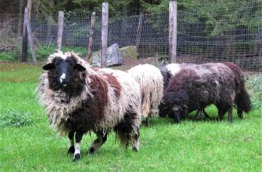 Böhmisches Waldschaf (Bohemian Wood Sheep), © Verein Naturpark Nordwald