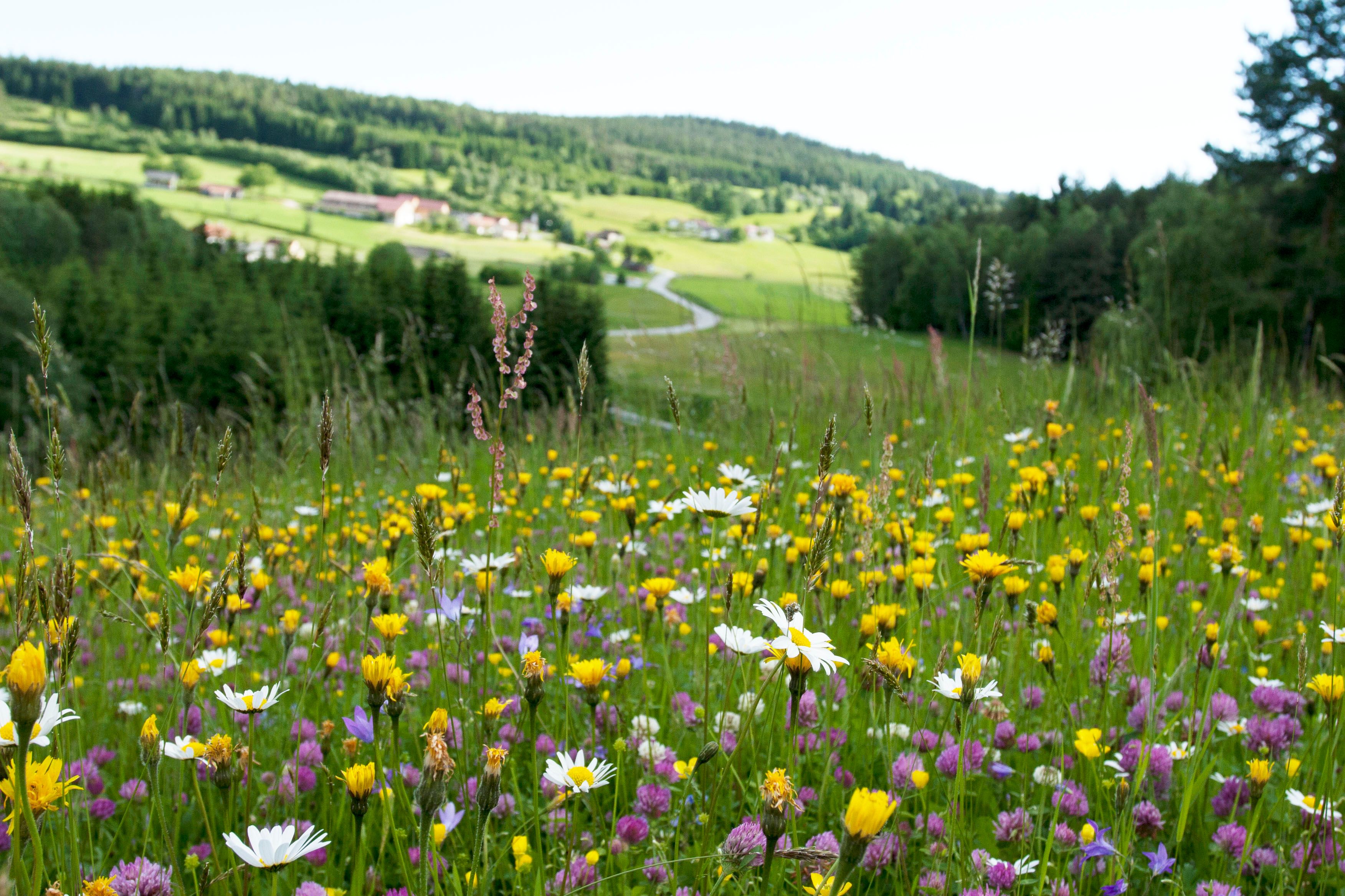 Artenreiche Blühwiese im Naturpark Nordwald